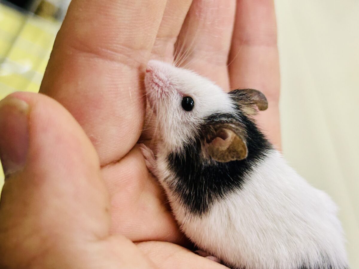 【最新画像更新☆☆】日本では見れなくなったパンダを飼うチャンス?? パンダマウス パンダマウス