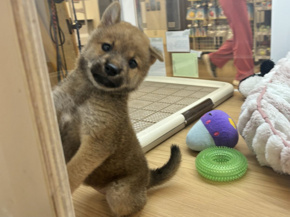 尻尾の止め方忘れました!!柴犬ちゃん! 柴犬