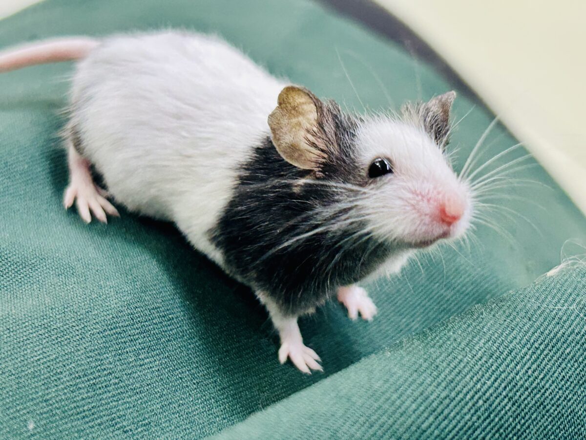 【最新画像更新☆☆】日本では見れなくなったパンダを飼うチャンス?? パンダマウス パンダマウス