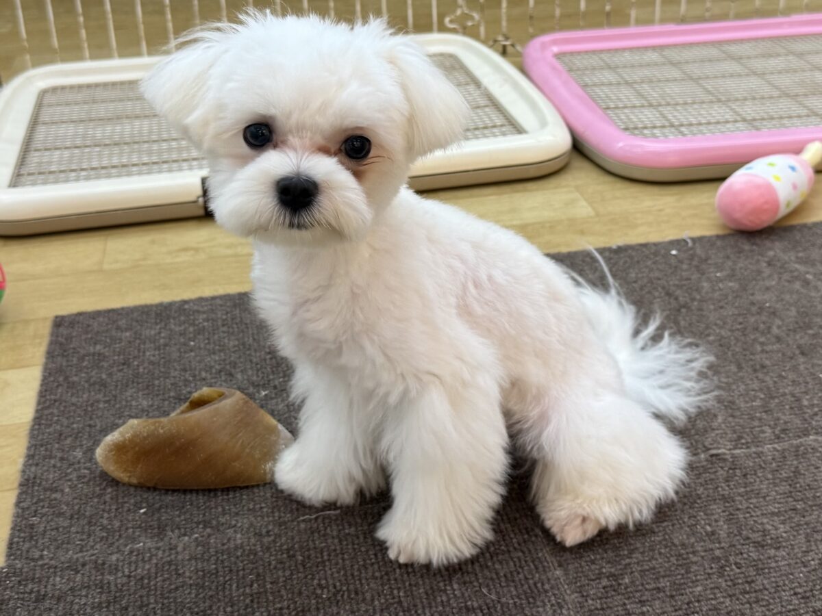 最新画像更新✨️ドキドキとわくわくで胸いっぱいな僕⭐️少し人見知りなマイペース君なマルチーズの男のコきました〜❣️ マルチーズ