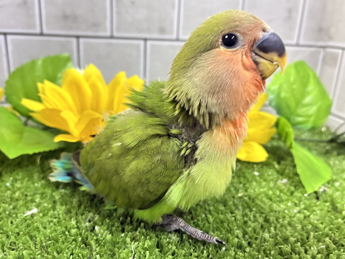 ✨最新画像✨和〜い✩.*˚溶けない抹茶氷🧊コザクラインコ(ノーマル/2026年7月生まれ) コザクラインコ(小桜インコ)
