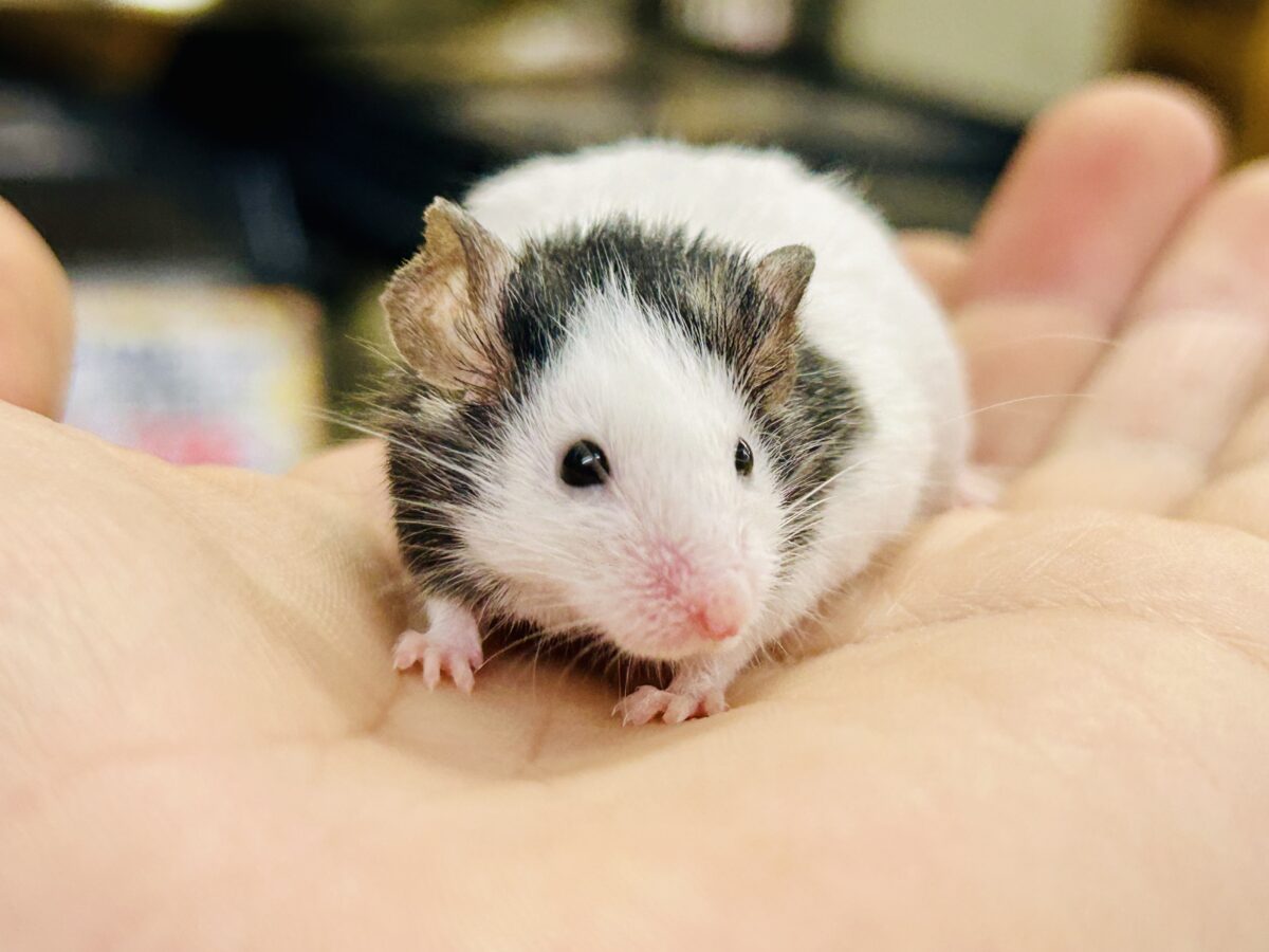 【最新画像更新☆☆】日本では見れなくなったパンダを飼うチャンス?? パンダマウス パンダマウス