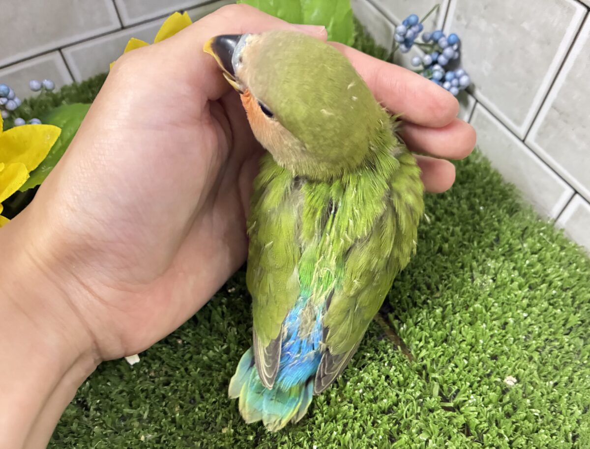 コザクラインコ（小桜インコ）