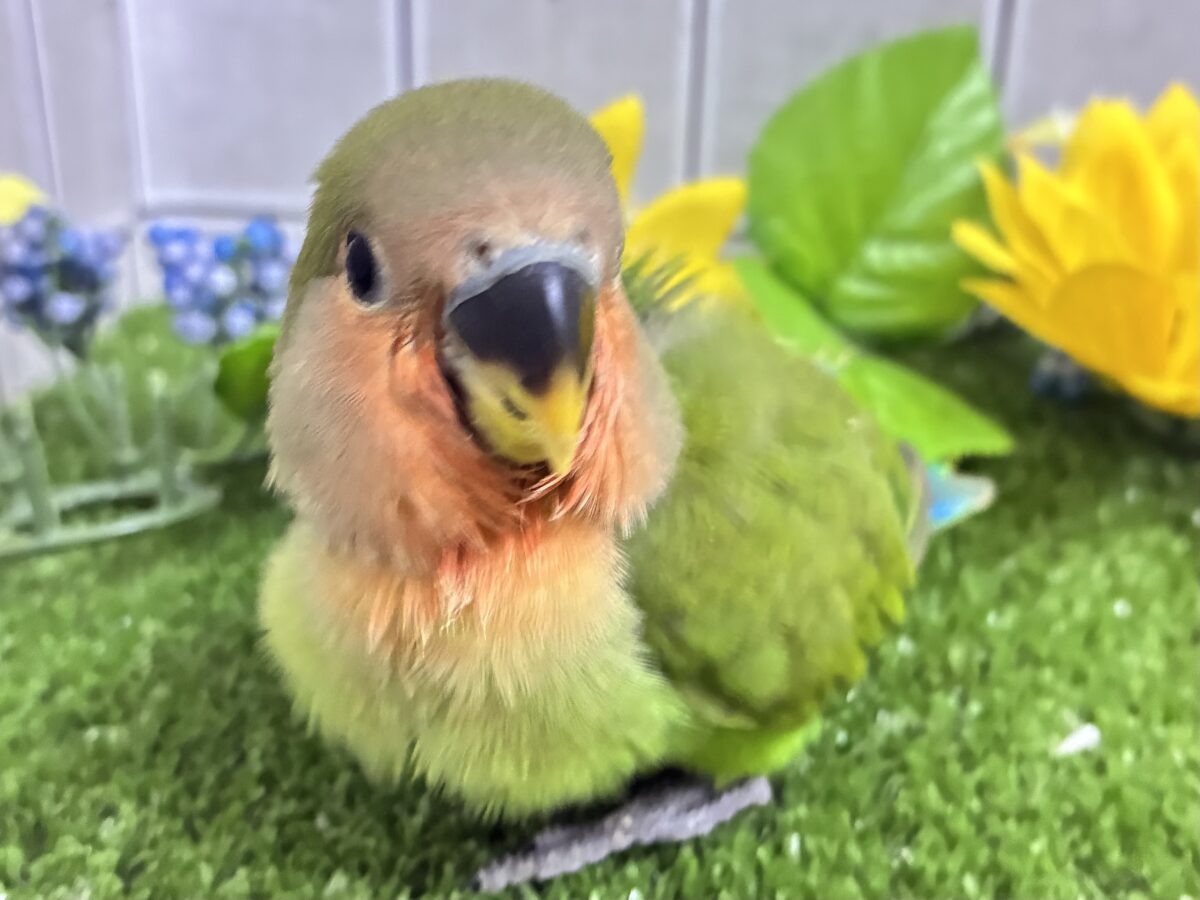 コザクラインコ（小桜インコ）