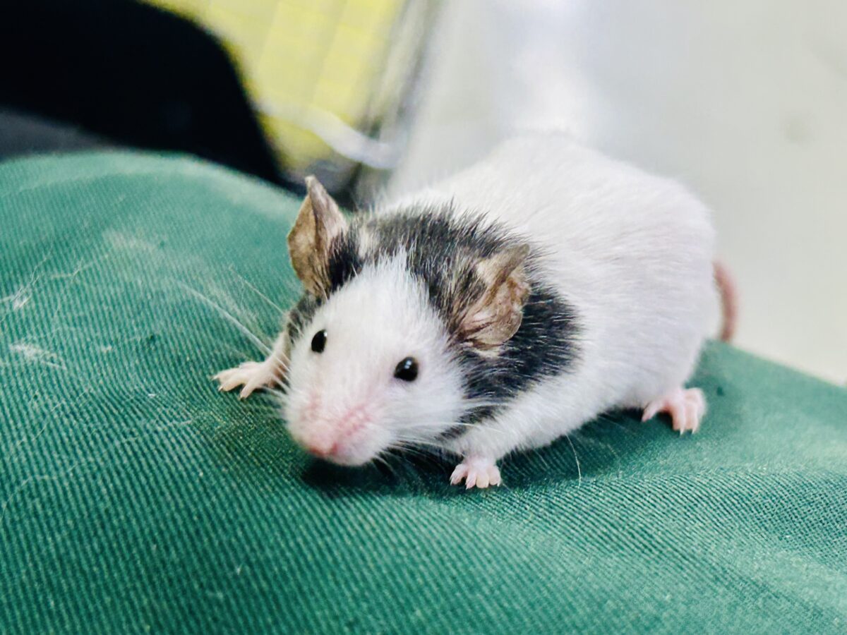 【最新画像更新☆☆】日本では見れなくなったパンダを飼うチャンス?? パンダマウス パンダマウス