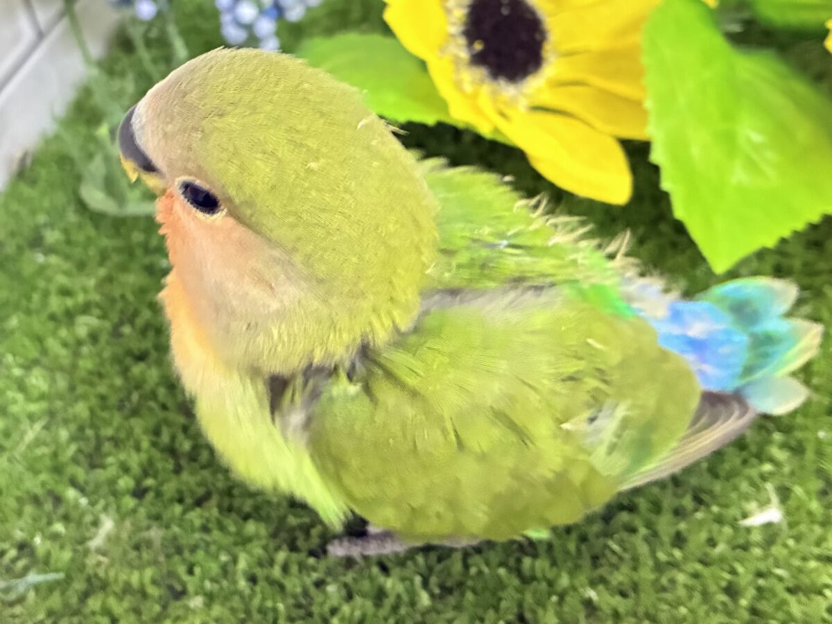 ✨最新画像✨和〜い✩.*˚溶けない抹茶氷🧊コザクラインコ(ノーマル/2026年7月生まれ) コザクラインコ(小桜インコ)