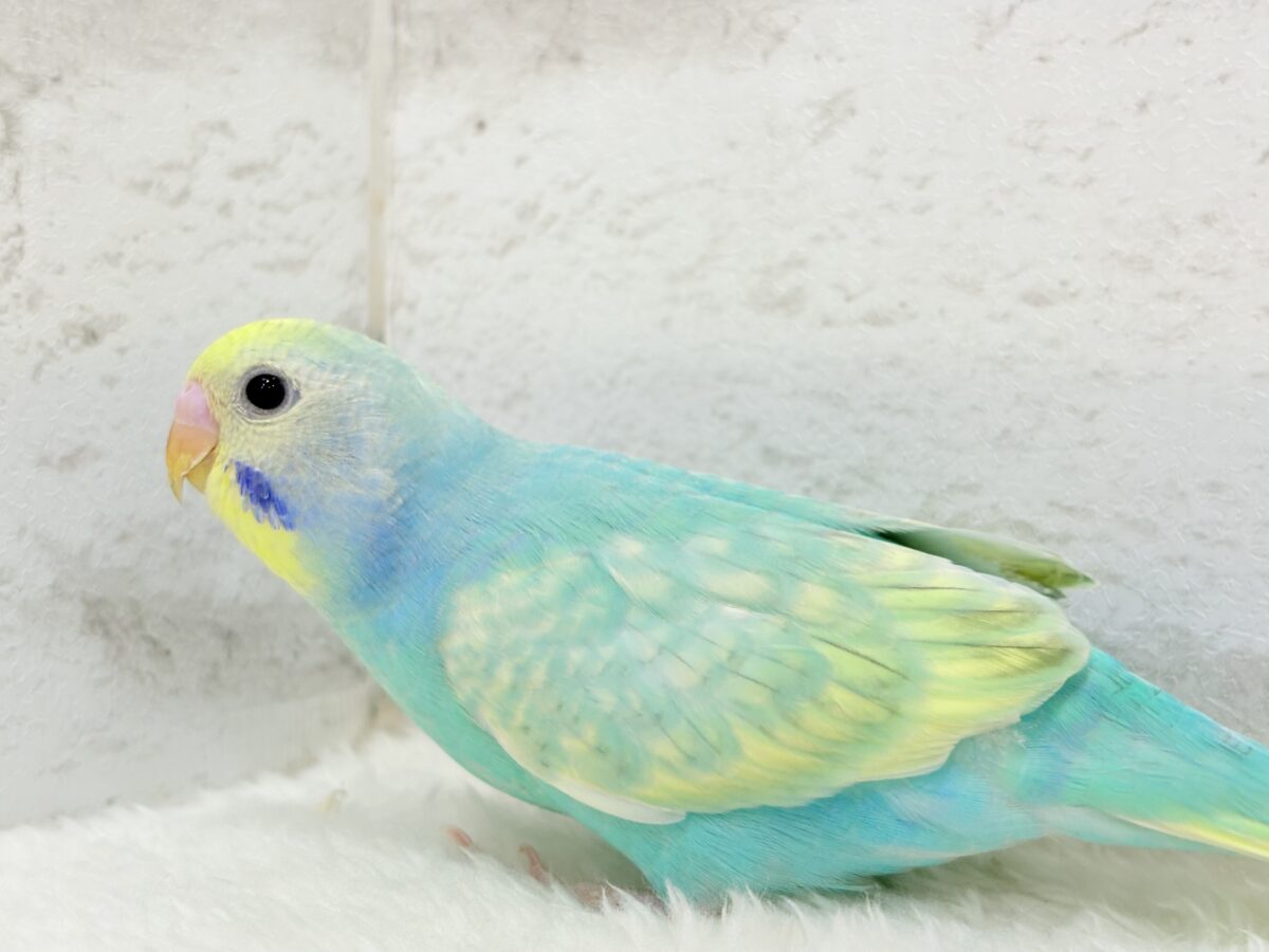 【最新画像更新🪄】ハッピースマイルが炸裂しちゃう🐣💖セキセイインコ(パステルカラーレインボー) ヒナ セキセイインコ