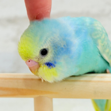 【最新画像更新🪄】ハッピースマイルが炸裂しちゃう🐣💖セキセイインコ(パステルカラーレインボー) ヒナ