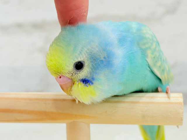 【最新画像更新🪄】ハッピースマイルが炸裂しちゃう🐣💖セキセイインコ(パステルカラーレインボー) ヒナ