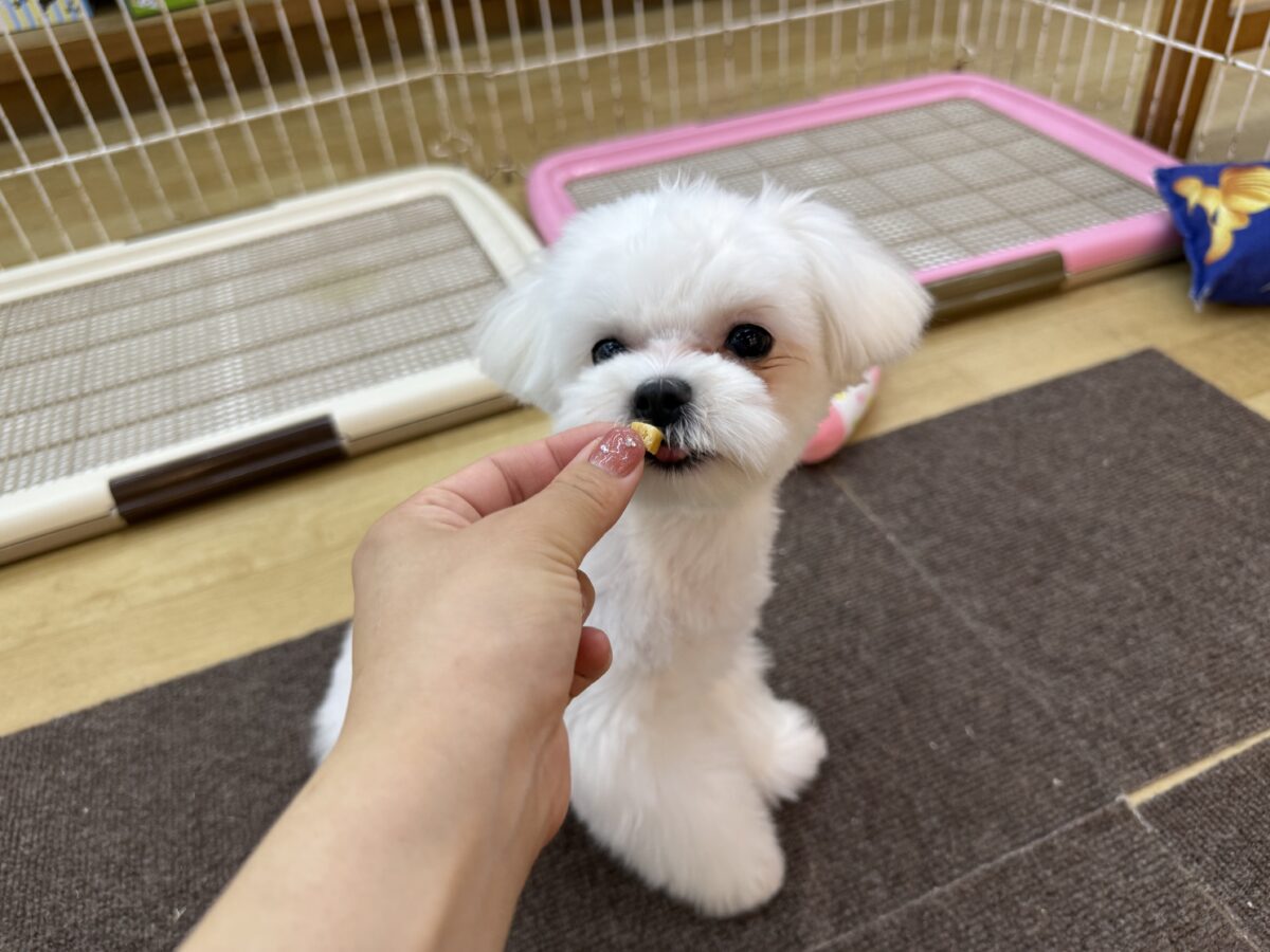 最新画像更新✨️ドキドキとわくわくで胸いっぱいな僕⭐️少し人見知りなマイペース君なマルチーズの男のコきました〜❣️ マルチーズ