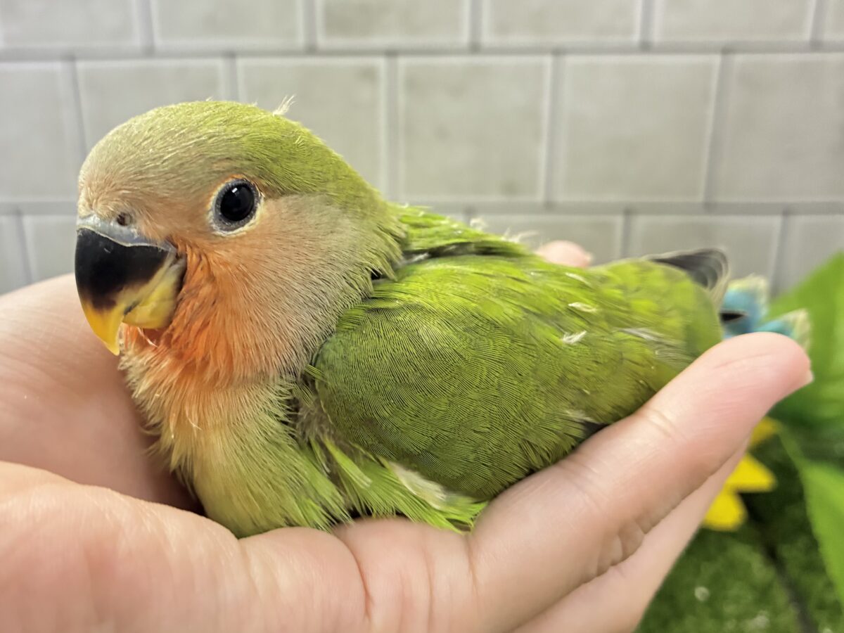 ✨最新画像✨和〜い✩.*˚溶けない抹茶氷🧊コザクラインコ(ノーマル/2026年7月生まれ) コザクラインコ(小桜インコ)