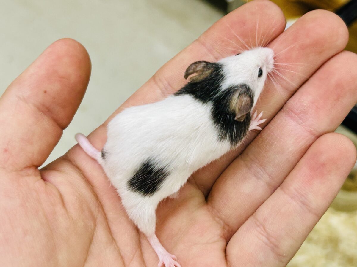 【最新画像更新☆☆】プチパンダ祭り!! パンダマウス パンダマウス