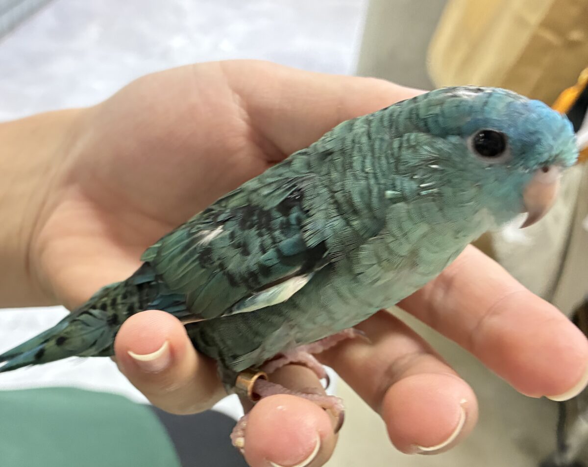 ✨最新画像✨爆裂荒波?!🌊はっちゃけピーポゥ!🚨🚓🚨サザナミインコ(ターコイズ/2026年3月生まれ) サザナミインコ