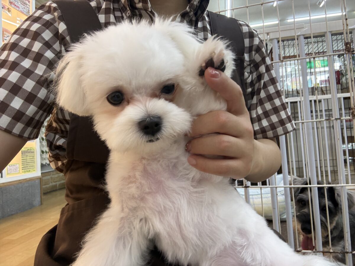 最新画像更新✨️ドキドキとわくわくで胸いっぱいな僕⭐️少し人見知りなマイペース君なマルチーズの男のコきました〜❣️ マルチーズ