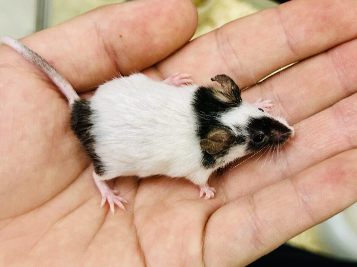 【最新画像更新☆☆】プチパンダ祭り!! パンダマウス パンダマウス