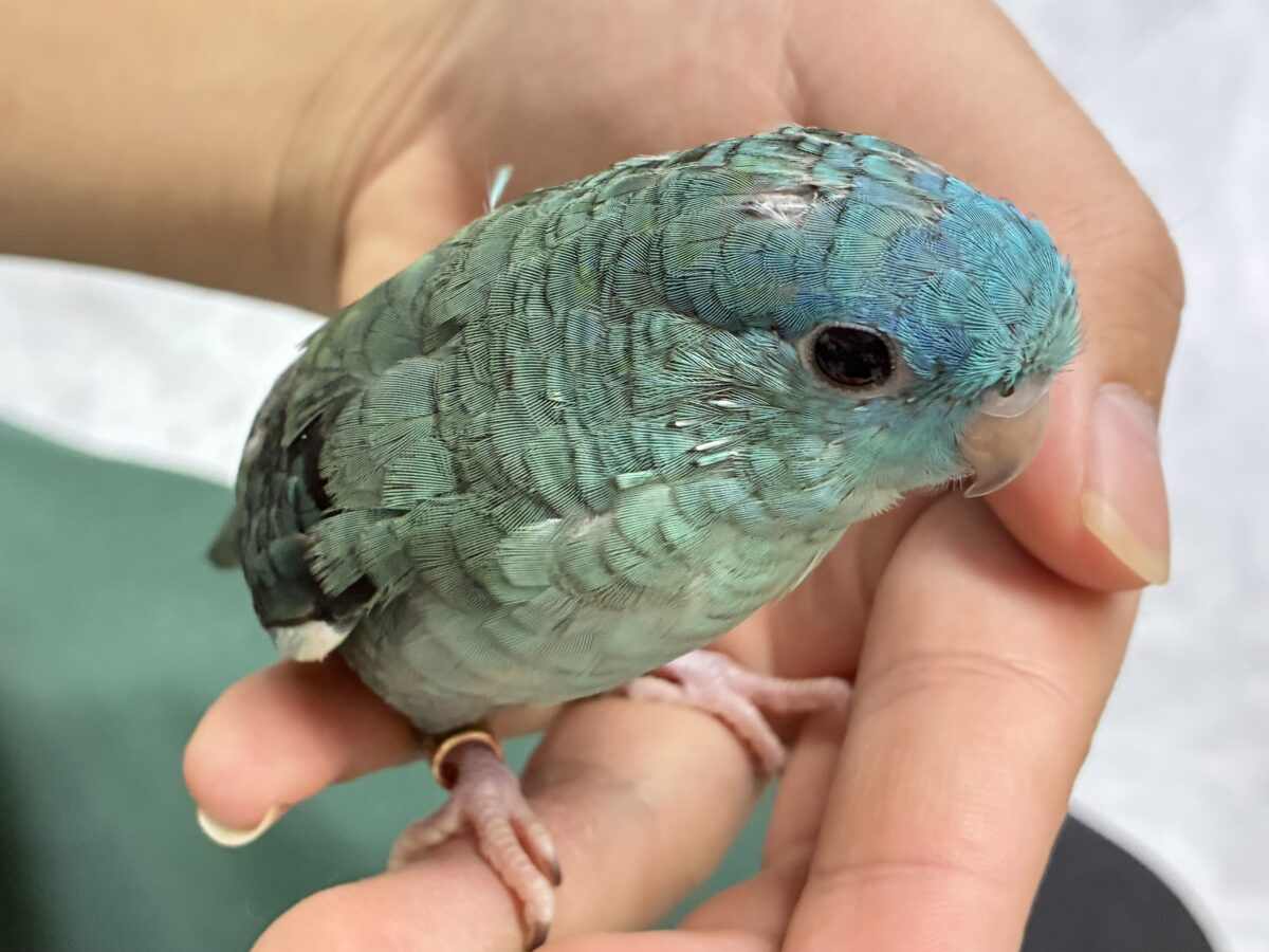 ✨最新画像✨爆裂荒波?!🌊はっちゃけピーポゥ!🚨🚓🚨サザナミインコ(ターコイズ/2026年3月生まれ) サザナミインコ
