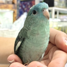 ✨最新画像✨爆裂荒波？！🌊はっちゃけピーポｩ！🚨🚓🚨サザナミインコ(ターコイズ/2026年3月生まれ)