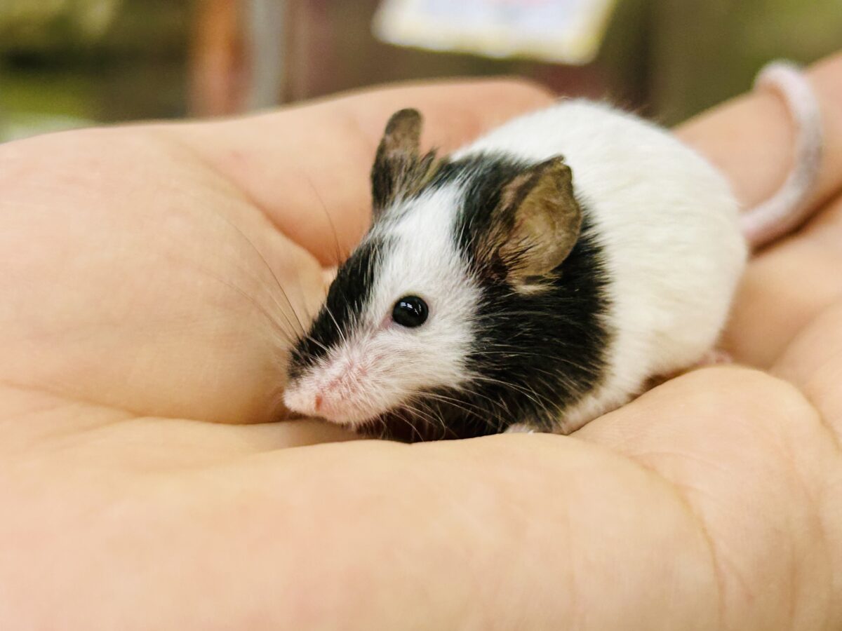 【最新画像更新☆☆】プチパンダ祭り!! パンダマウス パンダマウス