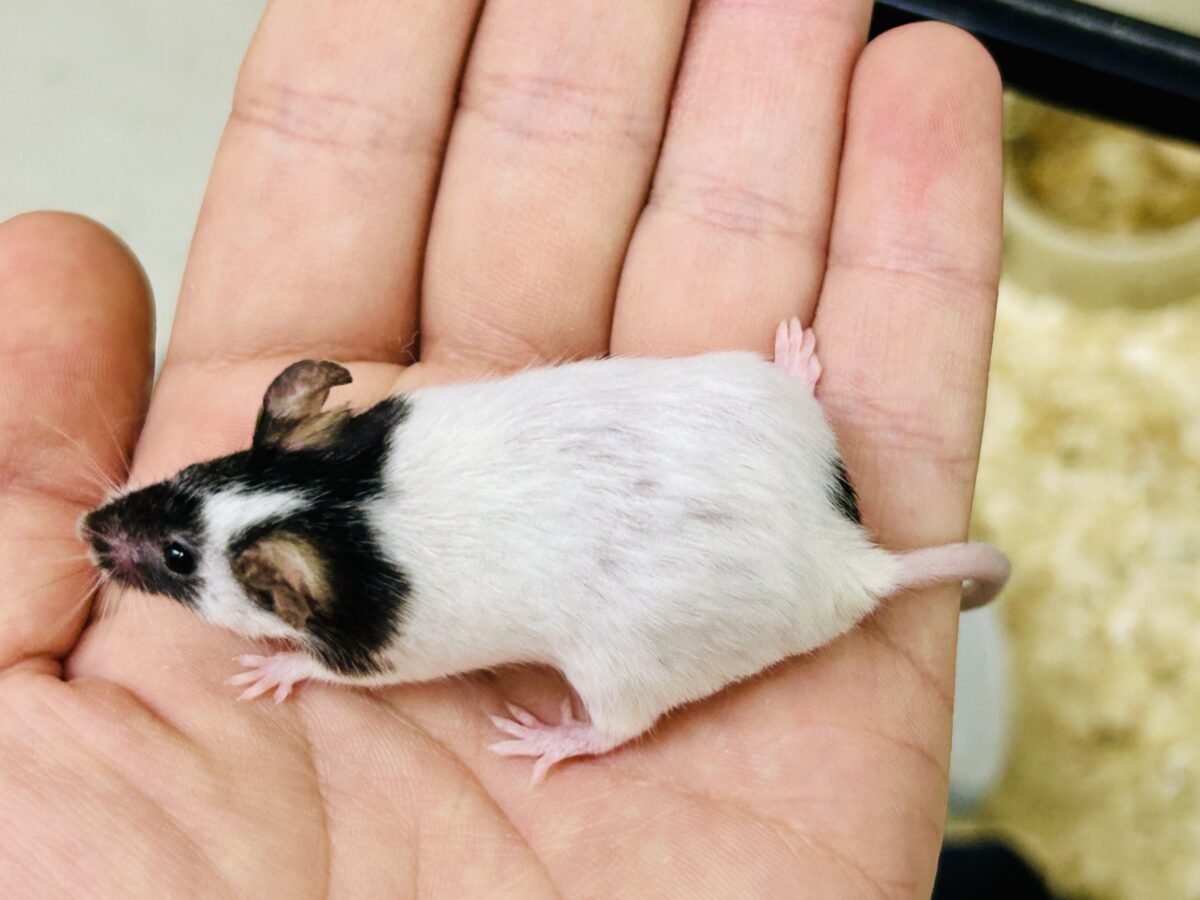 【最新画像更新☆☆】プチパンダ祭り!! パンダマウス パンダマウス