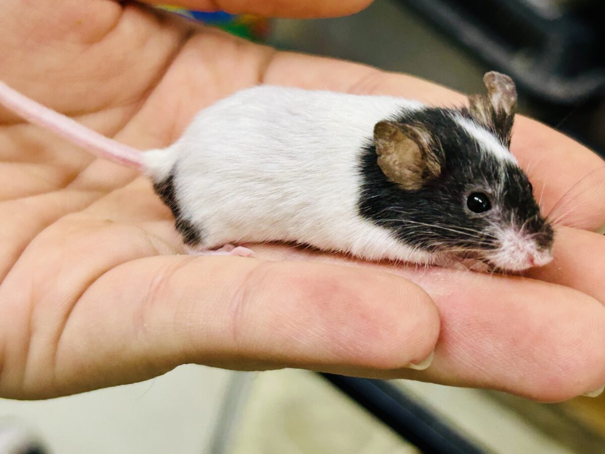 【最新画像更新☆☆】プチパンダ祭り!! パンダマウス パンダマウス