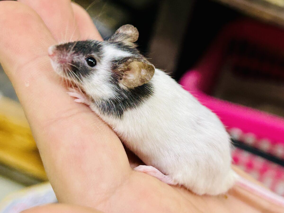 【最新画像更新☆☆】プチパンダ祭り!! パンダマウス パンダマウス