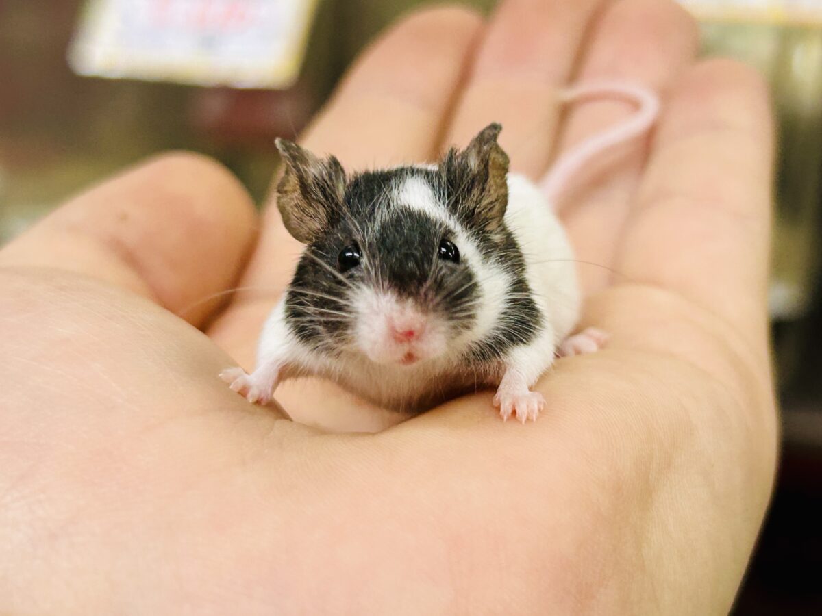 【最新画像更新☆☆】プチパンダ祭り!! パンダマウス パンダマウス