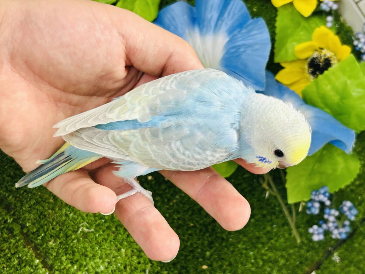 【最新画像更新☆☆】晴れた☀️雨上がりの隠れ若葉❔🌱セキセイインコ(パステルレインボー/2026年7月生まれ) セキセイインコ