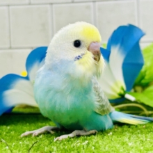 【最新画像更新☆☆】晴れた☀️雨上がりの隠れ若葉❔🌱‬‪セキセイインコ(パステルレインボー/2026年7月生まれ)
