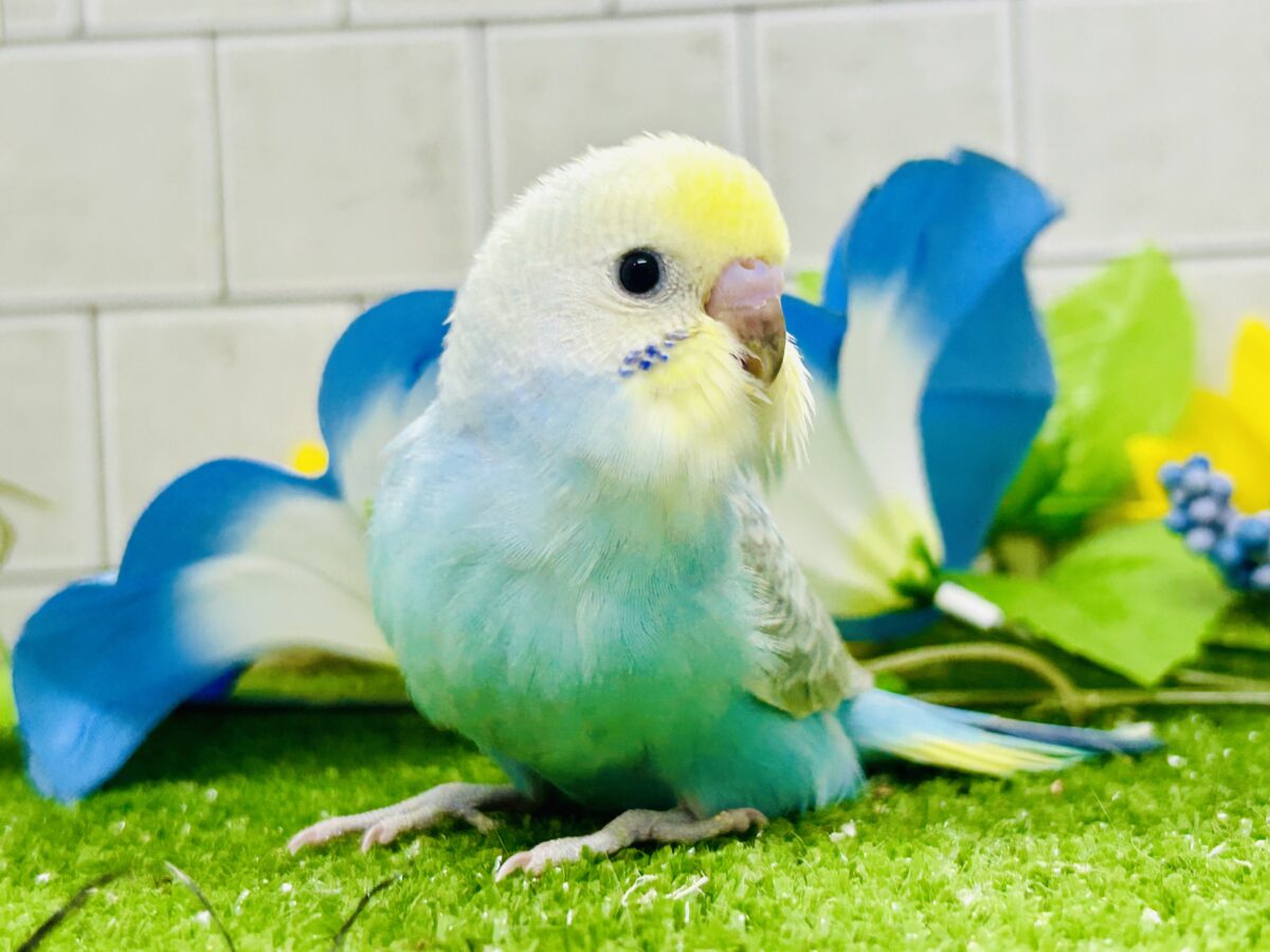 【最新画像更新☆☆】晴れた☀️雨上がりの隠れ若葉❔🌱セキセイインコ(パステルレインボー/2026年7月生まれ) セキセイインコ