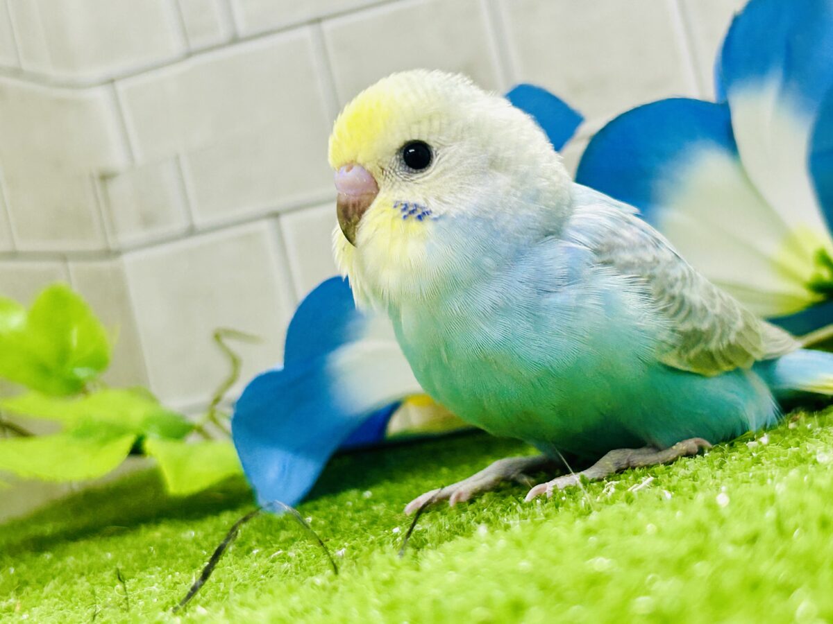 【最新画像更新☆☆】晴れた☀️雨上がりの隠れ若葉❔🌱セキセイインコ(パステルレインボー/2026年7月生まれ) セキセイインコ