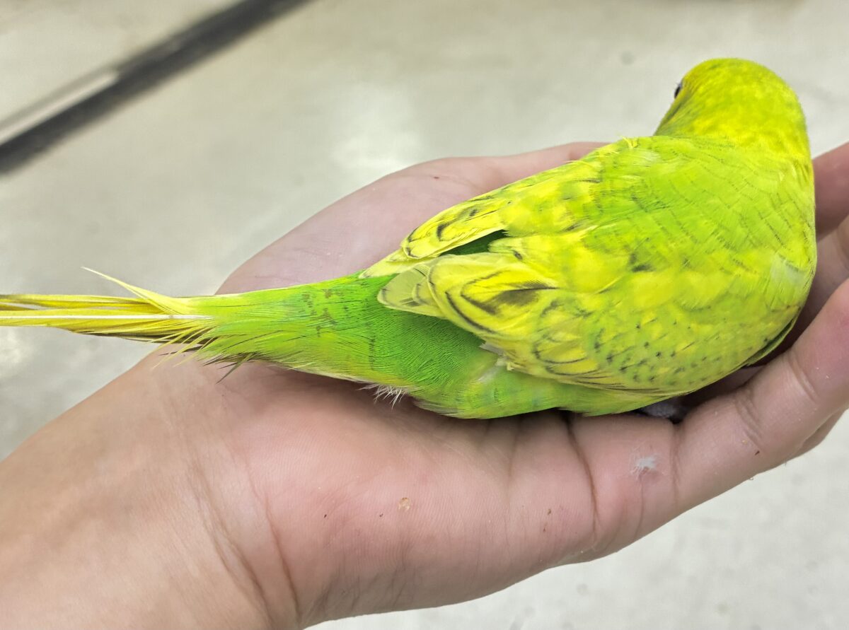 セキセイインコ