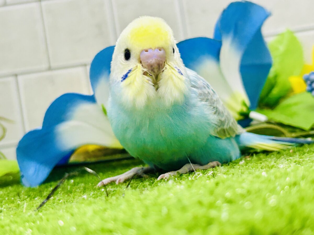 【最新画像更新☆☆】晴れた☀️雨上がりの隠れ若葉❔🌱セキセイインコ(パステルレインボー/2026年7月生まれ) セキセイインコ