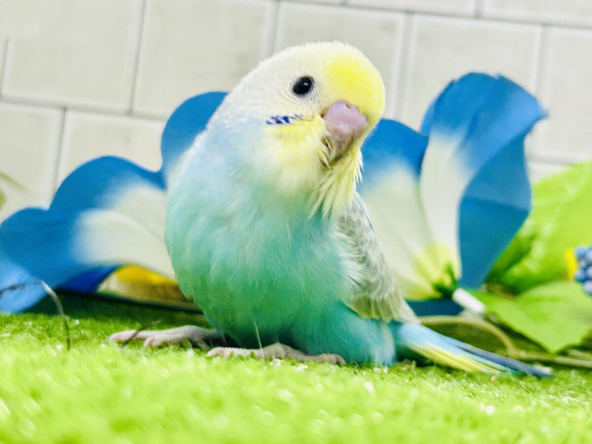【最新画像更新☆☆】晴れた☀️雨上がりの隠れ若葉❔🌱セキセイインコ(パステルレインボー/2026年7月生まれ) セキセイインコ