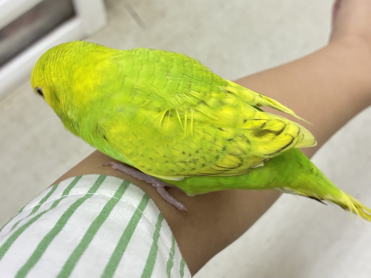 ✨最新画像更新✨日当り良好🫶若葉マシマシで🍥🍜セキセイインコ(イエロースパングル/2026年7月生まれ) セキセイインコ