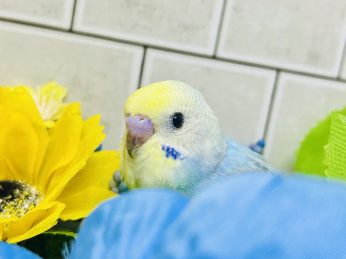 【最新画像更新☆☆】晴れた☀️雨上がりの隠れ若葉❔🌱セキセイインコ(パステルレインボー/2026年7月生まれ) セキセイインコ