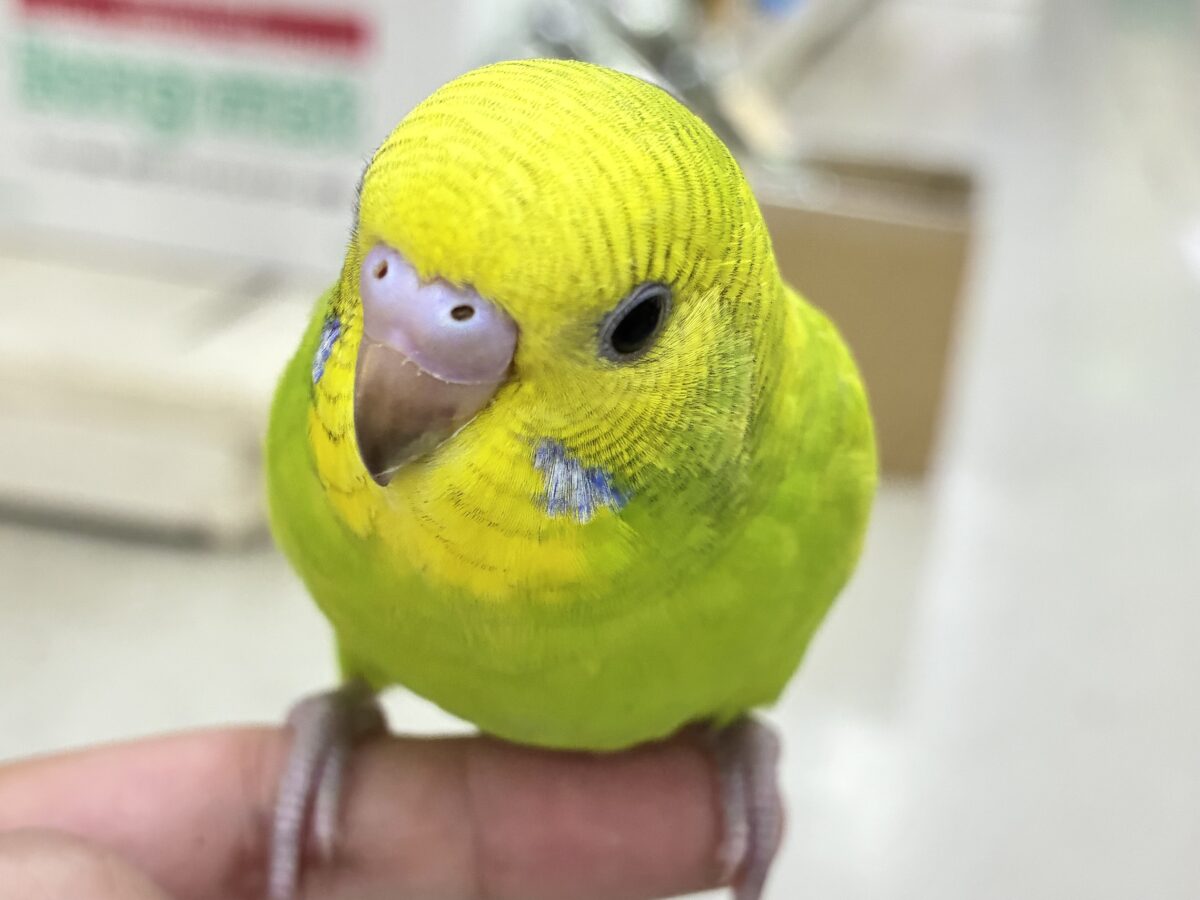 ✨最新画像更新✨日当り良好‪🫶若葉マシマシで🍥🍜セキセイインコ(イエロースパングル/2026年7月生まれ)