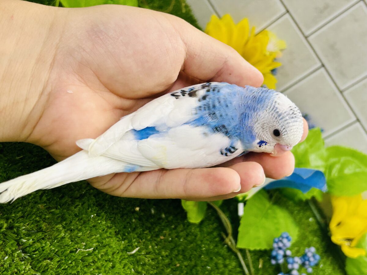 ✨最新画像✨蒼が住んだ🦋 一羽のカモメ⌒(ё)⌒🤍セキセイインコ(ブルーパイド2026年7月生まれ) セキセイインコ
