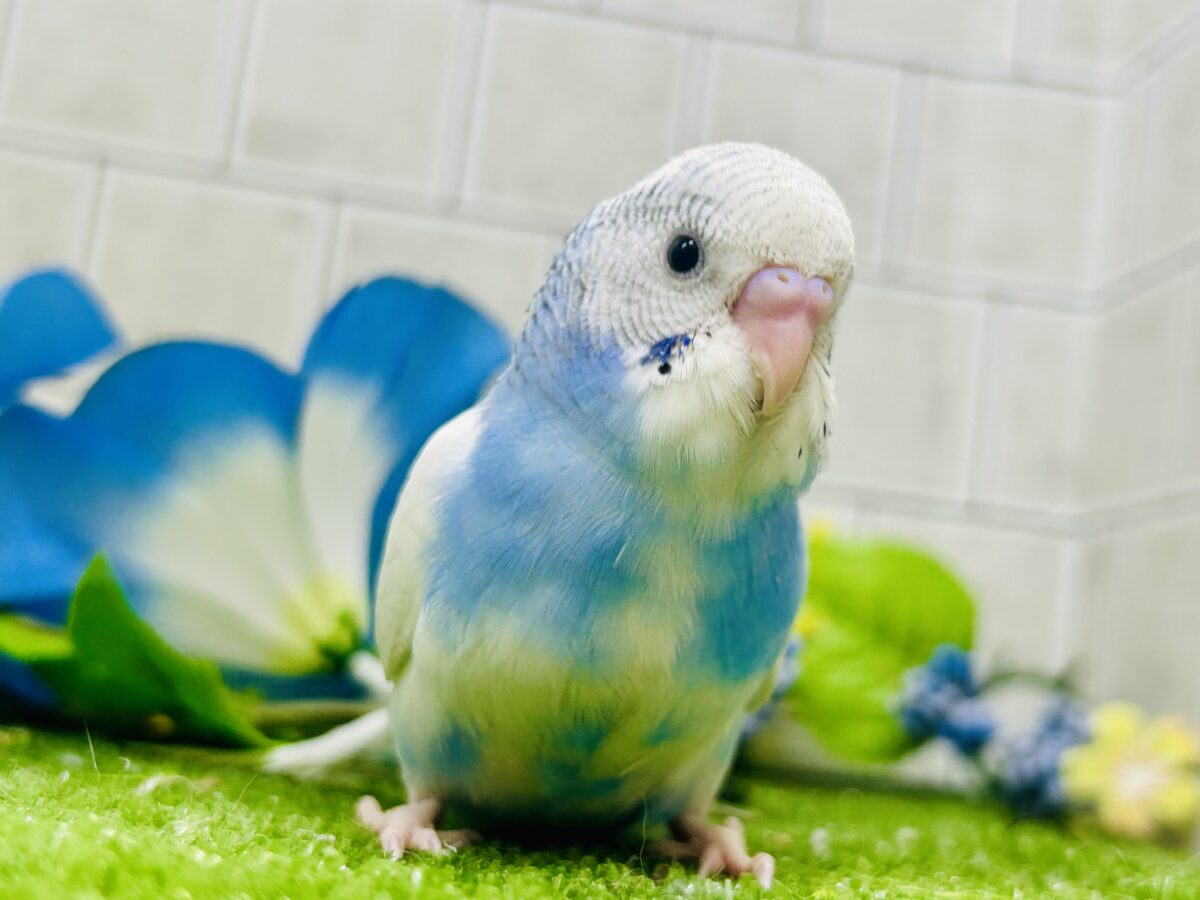 ✨最新画像✨蒼が住んだ🦋 一羽のカモメ⌒(ё)⌒🤍セキセイインコ(ブルーパイド2026年7月生まれ) セキセイインコ