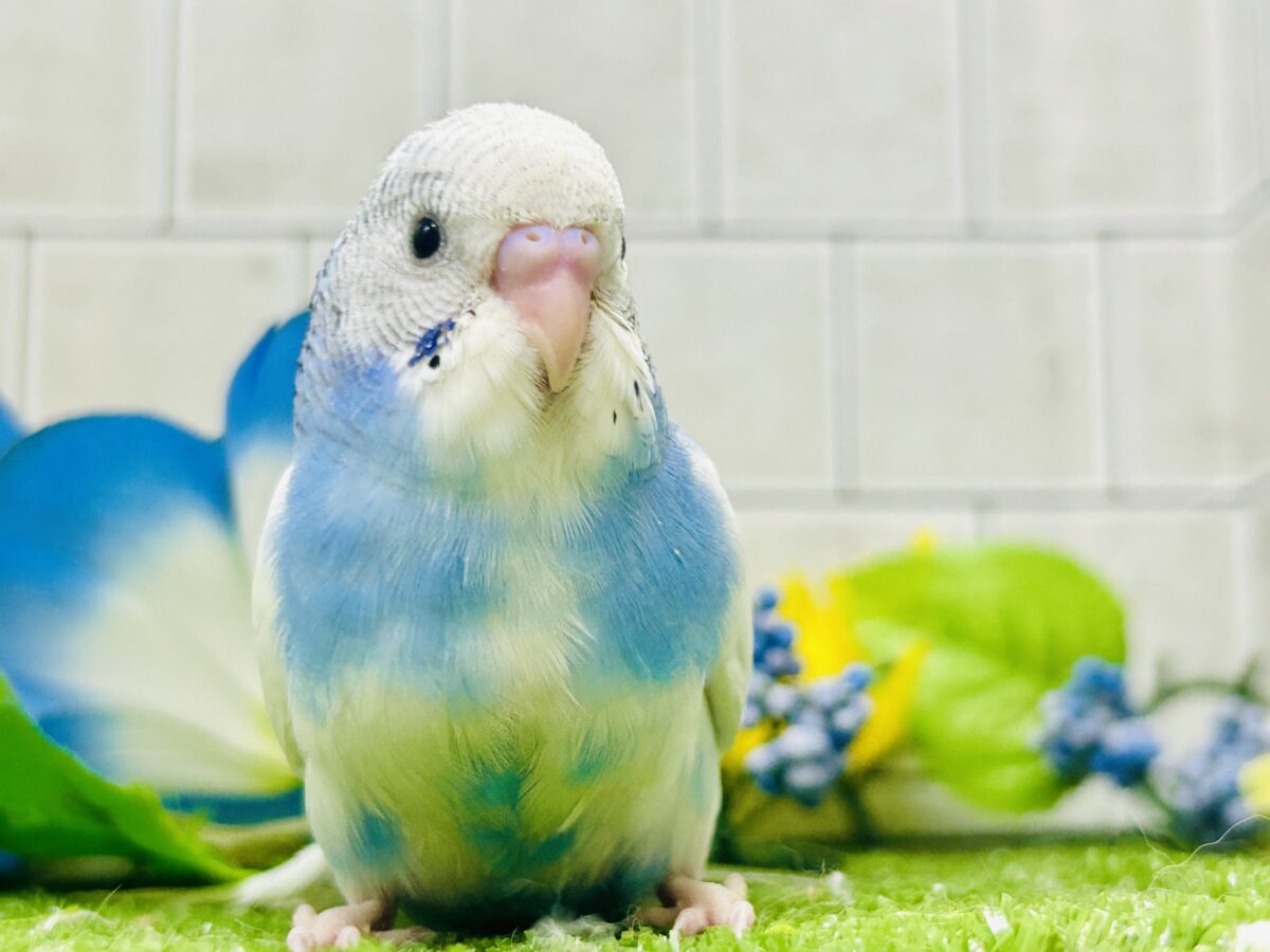 ✨最新画像✨蒼が住んだ🦋 一羽のカモメ⌒(ё)⌒🤍セキセイインコ(ブルーパイド2026年7月生まれ) セキセイインコ
