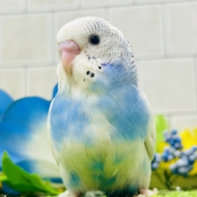 ✨最新画像✨蒼が住んだ🦋 一羽のカモメ⌒(ё)⌒‎🤍セキセイインコ(ブルーパイド2026年7月生まれ)