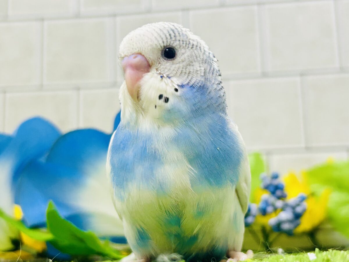 ✨最新画像✨蒼が住んだ🦋 一羽のカモメ⌒(ё)⌒🤍セキセイインコ(ブルーパイド2026年7月生まれ) セキセイインコ