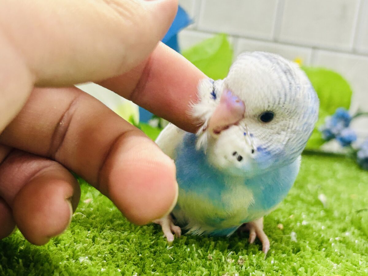 ✨最新画像✨蒼が住んだ🦋 一羽のカモメ⌒(ё)⌒🤍セキセイインコ(ブルーパイド2026年7月生まれ) セキセイインコ