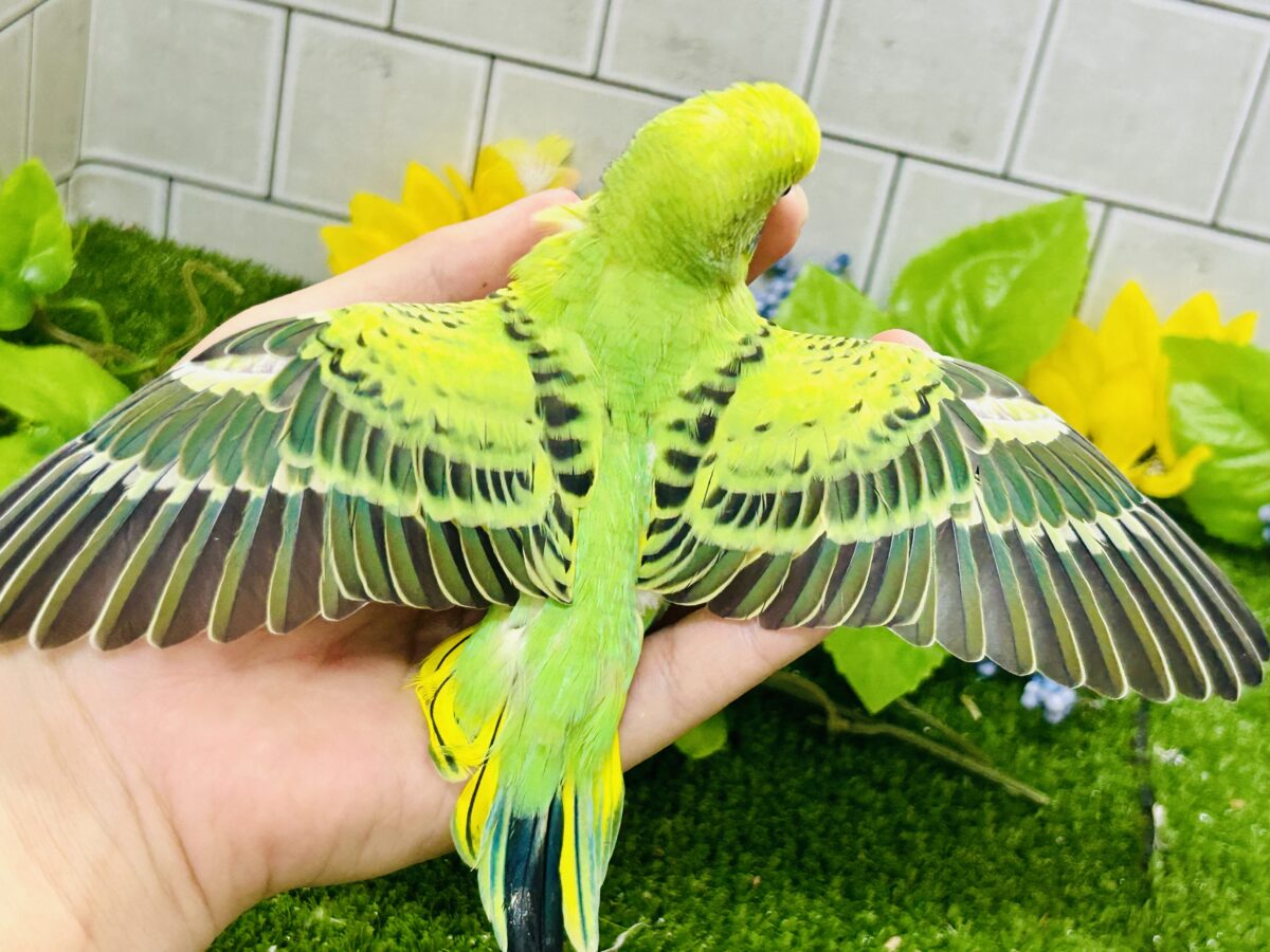 【最新画像更新☆☆】ネオンギラり⁉️若葉は育つぅ〜🌿セキセイインコ(グリーンオパーリン/2026年7月生まれ) セキセイインコ