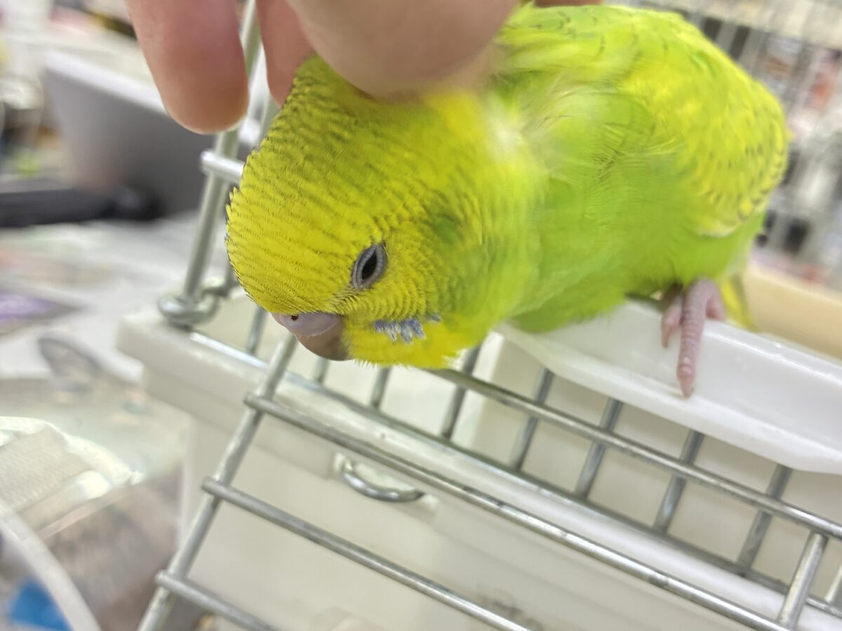 ✨最新画像更新✨日当り良好🫶若葉マシマシで🍥🍜セキセイインコ(イエロースパングル/2026年7月生まれ) セキセイインコ