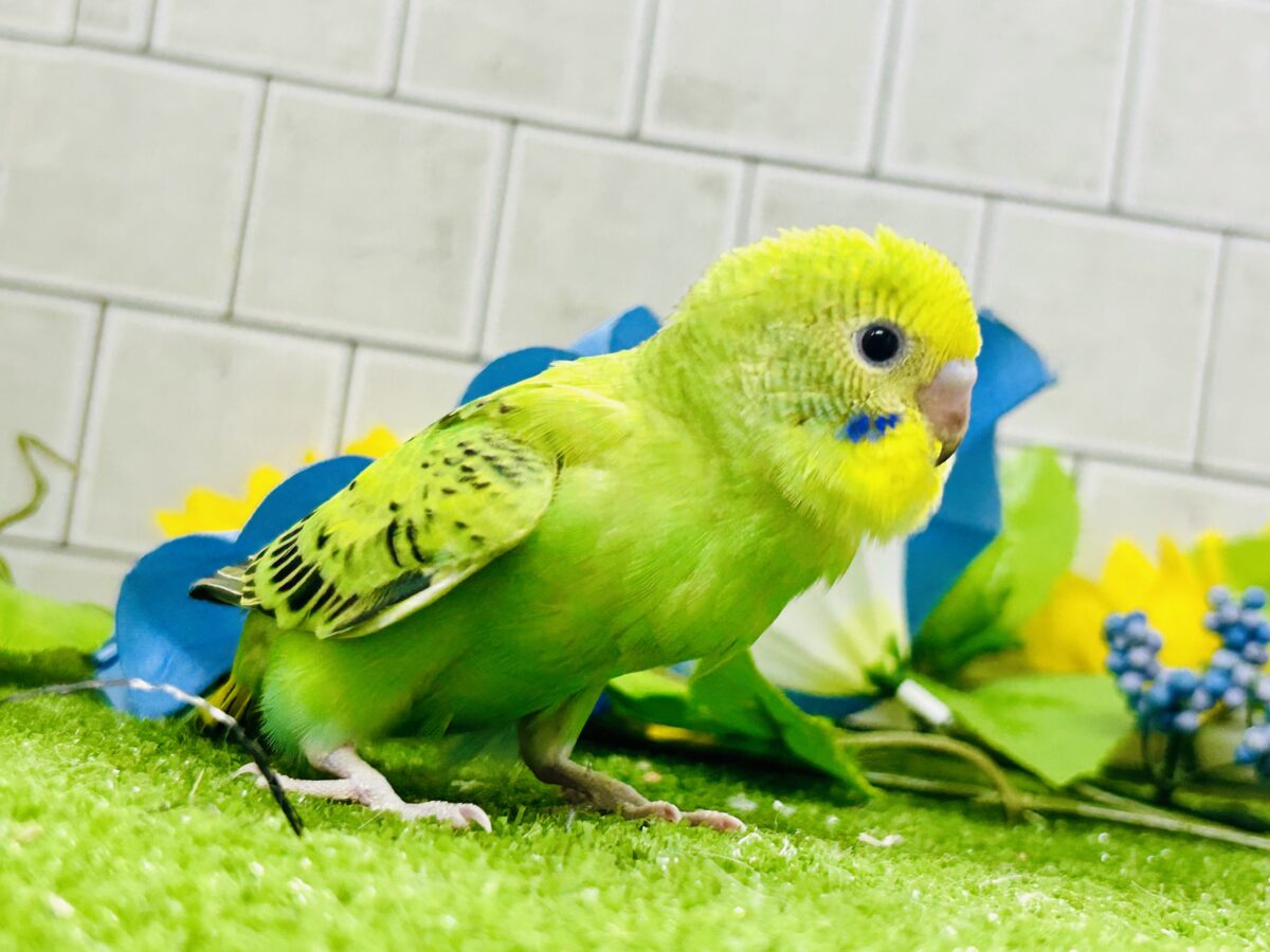 【最新画像更新☆☆】ネオンギラり⁉️若葉は育つぅ〜🌿セキセイインコ(グリーンオパーリン/2026年7月生まれ) セキセイインコ