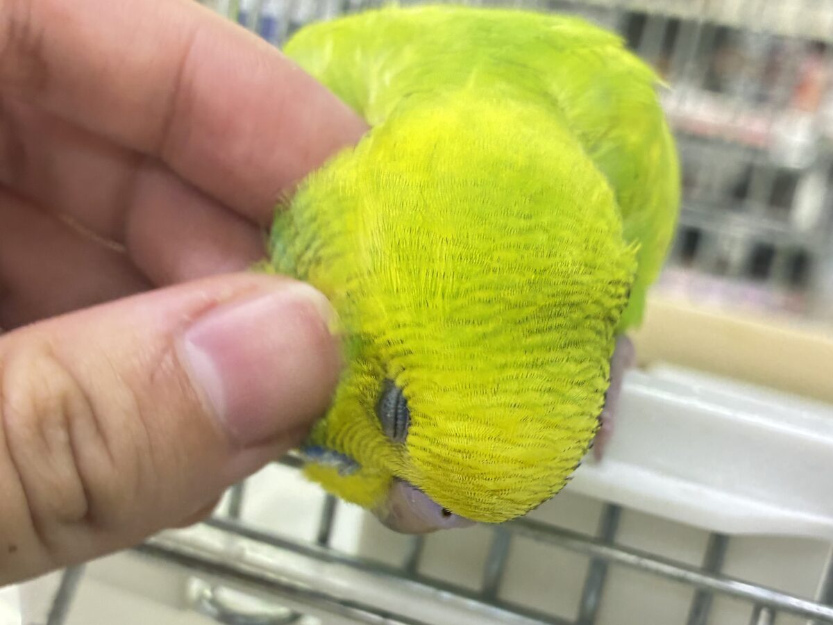 ✨最新画像更新✨日当り良好🫶若葉マシマシで🍥🍜セキセイインコ(イエロースパングル/2026年7月生まれ) セキセイインコ