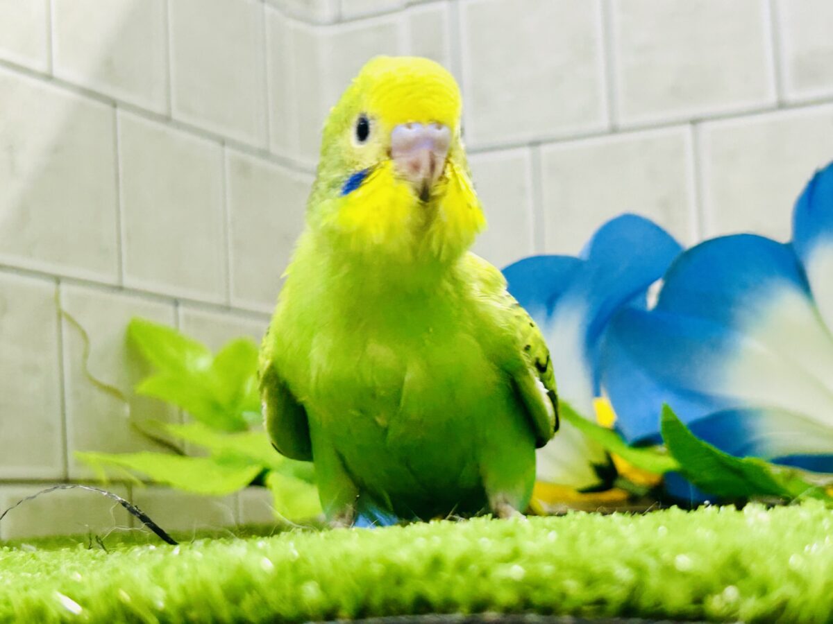 【最新画像更新☆☆】ネオンギラり⁉️若葉は育つぅ〜🌿セキセイインコ(グリーンオパーリン/2026年7月生まれ) セキセイインコ