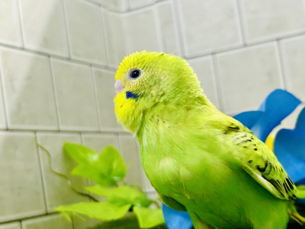 【最新画像更新☆☆】ネオンギラり⁉️若葉は育つぅ〜🌿セキセイインコ(グリーンオパーリン/2026年7月生まれ) セキセイインコ