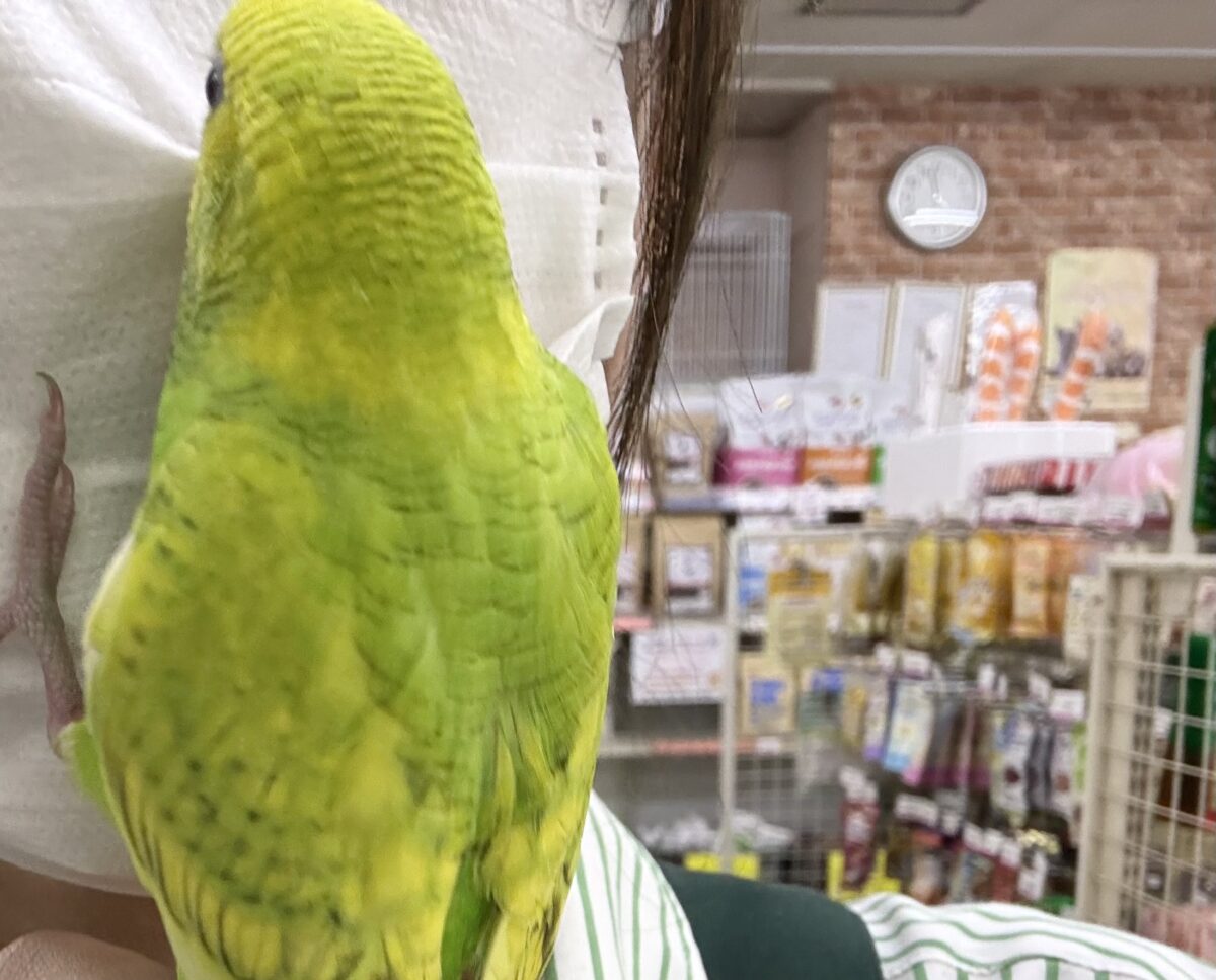 ✨最新画像更新✨日当り良好🫶若葉マシマシで🍥🍜セキセイインコ(イエロースパングル/2026年7月生まれ) セキセイインコ