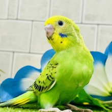 【最新画像更新☆☆】ネオンギラり⁉️若葉は育つぅ〜🌿‬セキセイインコ(グリーンオパーリン/2026年7月生まれ)